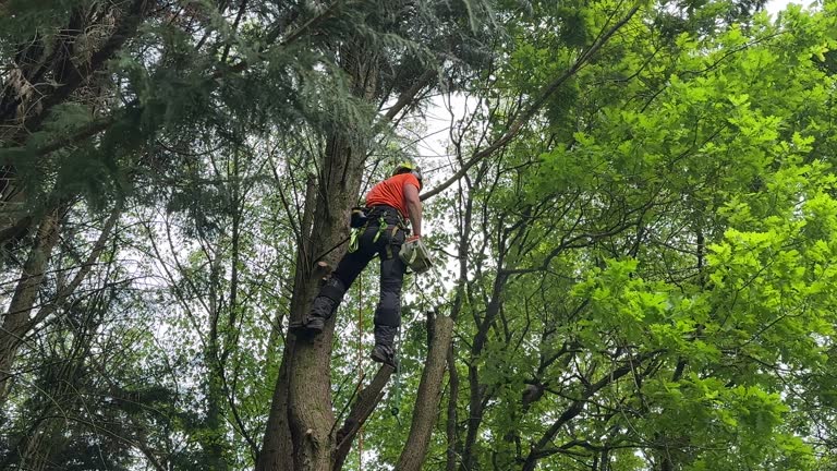 How Our Tree Care Process Works  in Franklin, VA